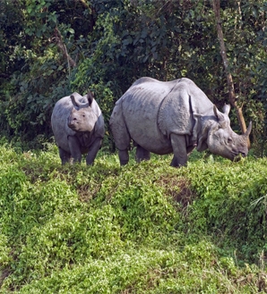 Nepal Wildlife Safari Tour